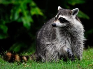 raccoon raccoon