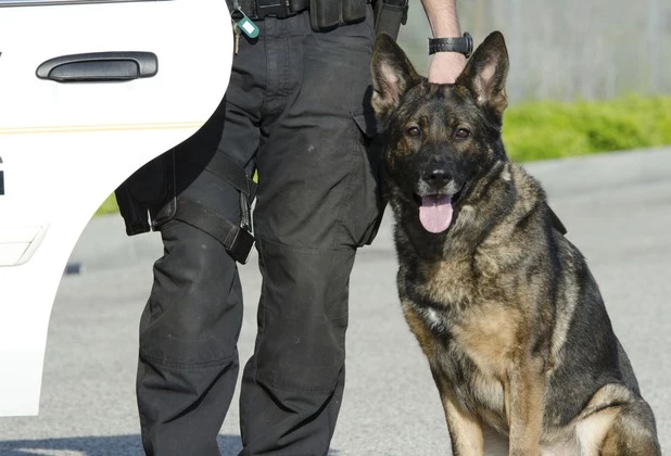 Police K9