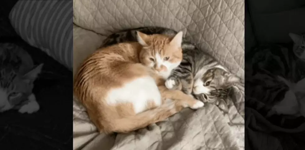 Wet Nose Wednesday: Pasco Lovable Bonded Brothers Need Adopting