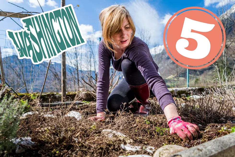 5 Annoying Washington State Weed Types That’ll Destroy Your Yard