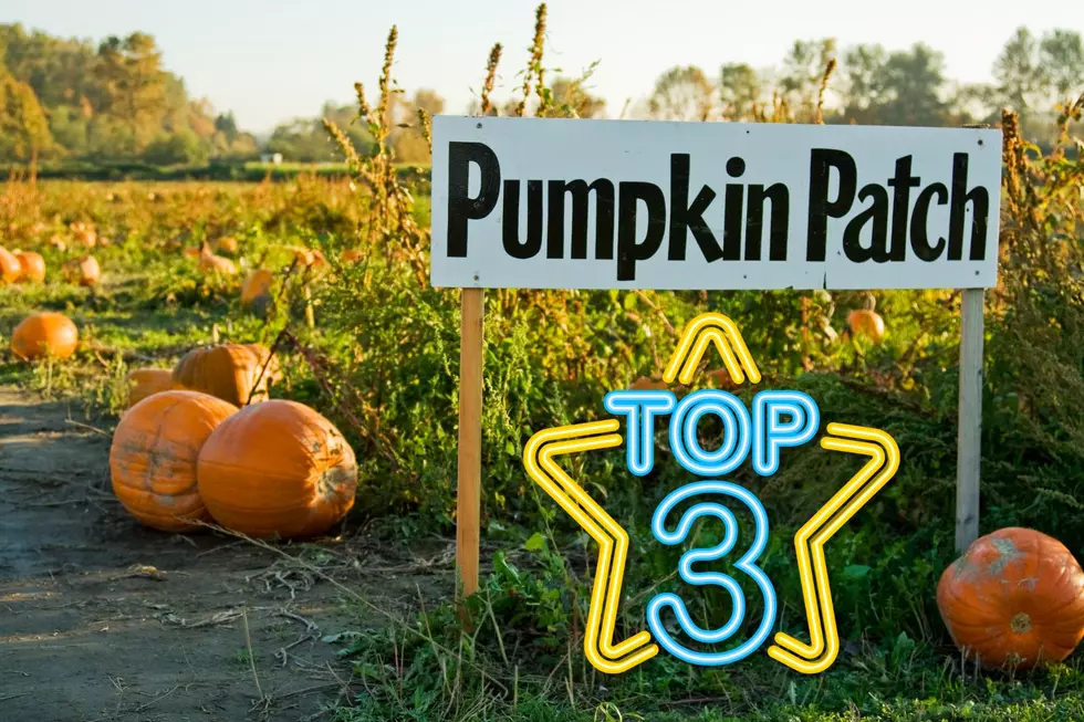 Tri-Cities’ Top 3 Pumpkin Patches You’ll Want to Visit This October